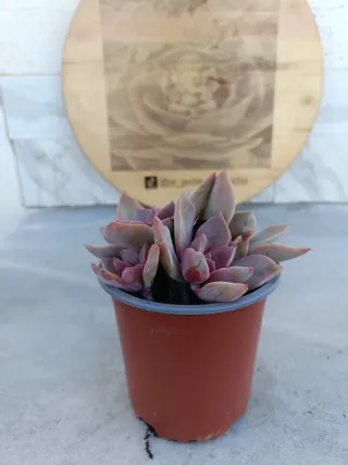 Echeveria Perlé von Nürnberg