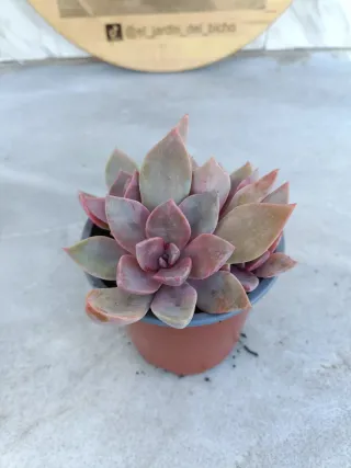 Echeveria Perlé von Nürnberg