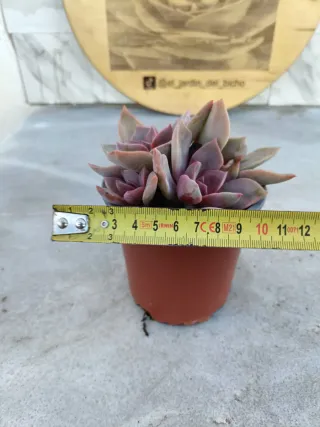 Echeveria Perlé von Nürnberg