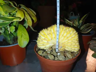 Trichocereus Pachanoi Cristata Aurea ✨