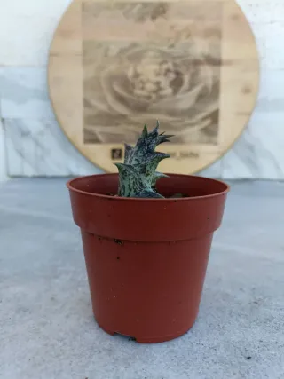 Caralluma hesperidum