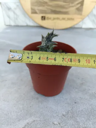 Caralluma hesperidum