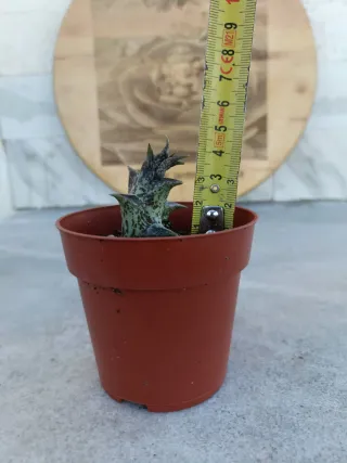 Caralluma hesperidum