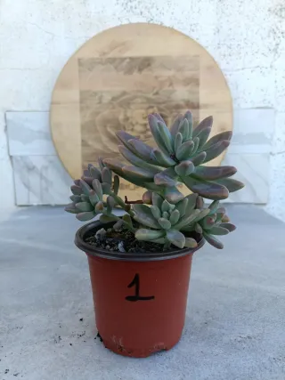 Graptosedum Francesco Baldi #1