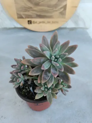 Graptosedum Francesco Baldi #1