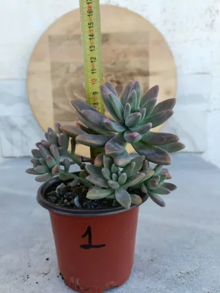 Graptosedum Francesco Baldi #1