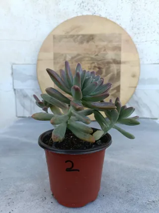 Graptosedum Francesco Baldi #2