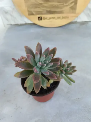 Graptosedum Francesco Baldi #2