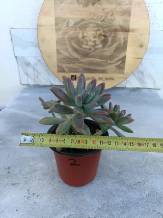 Graptosedum Francesco Baldi #2