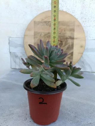 Graptosedum Francesco Baldi #2