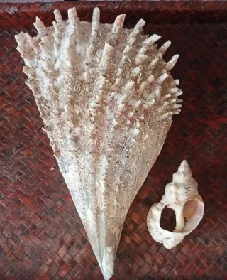 Conchiglia gigante rudis mar Mediterraneo