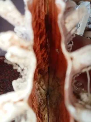 Conchiglia gigante rudis mar Mediterraneo