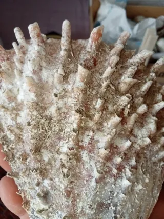 Conchiglia gigante rudis mar Mediterraneo