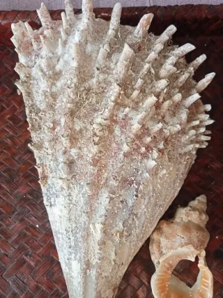 Conchiglia gigante rudis mar Mediterraneo