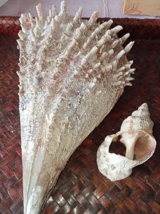 Conchiglia gigante rudis mar Mediterraneo