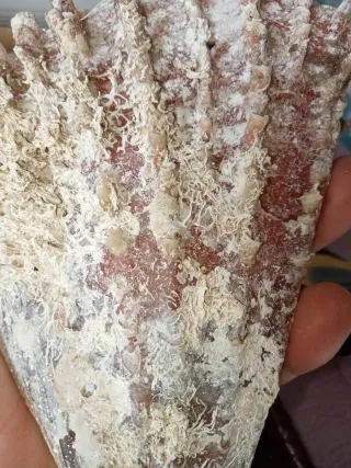 Conchiglia gigante rudis mar Mediterraneo