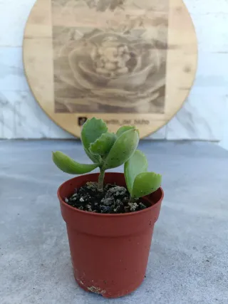Cotyledon Tomentosa