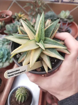 Gasteraloe Gold Variegata ✨