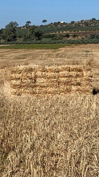 Alpacas paja