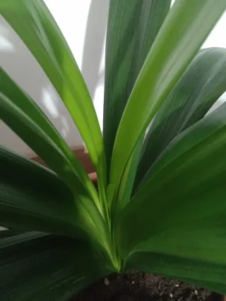 PLANTA NATURAL CLIVIA NARANJA. CON HIJUELO