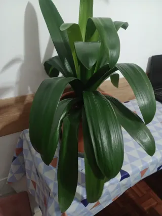 PLANTA NATURAL CLIVIA NARANJA. CON HIJUELO