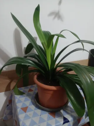 PLANTA NATURAL CLIVIA NARANJA. CON HIJUELO