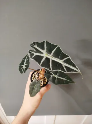 Alocasia Polly Bebé