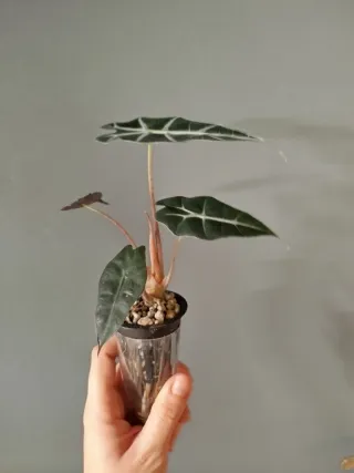 Alocasia Polly Bebé