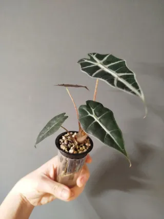 Alocasia Polly Bebé