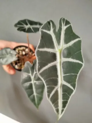 Alocasia Polly Bebé