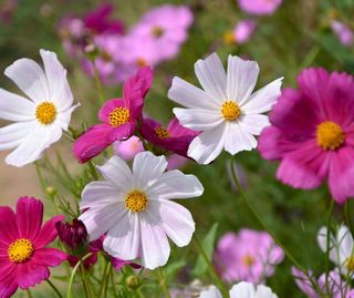 Semi Api & Farfalle 850+. 6 Varietà 4+2 GRATIS