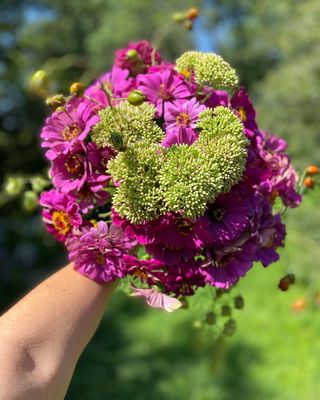 Semi Api & Farfalle 850+. 6 Varietà 4+2 GRATIS