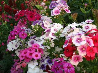 Semi Api & Farfalle 850+. 6 Varietà 4+2 GRATIS