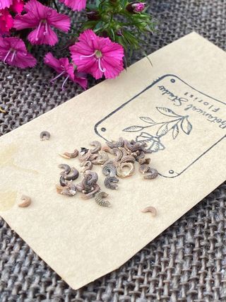 Semi Api & Farfalle 850+. 6 Varietà 4+2 GRATIS