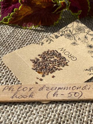 Semi Api & Farfalle 850+. 6 Varietà 4+2 GRATIS