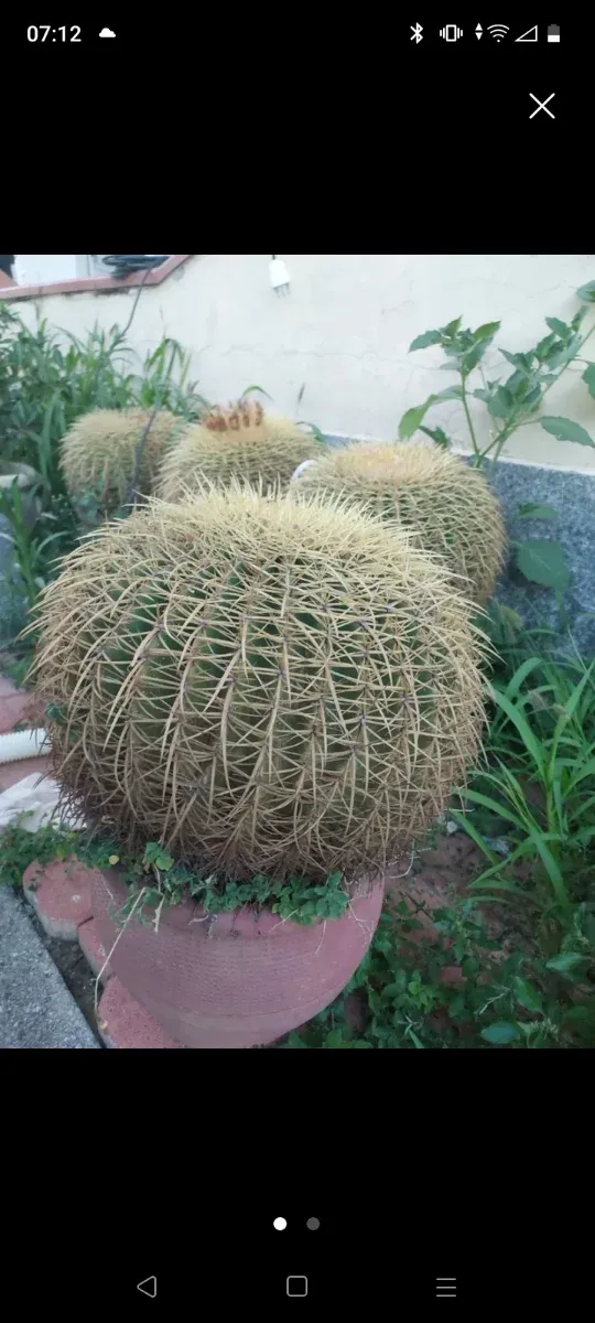 Cuscino della suocera grandissima