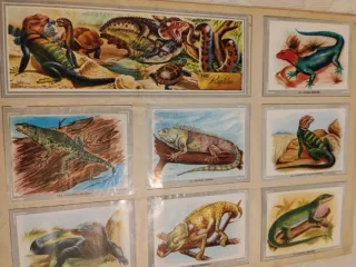 Álbum de cromos Vida y Color