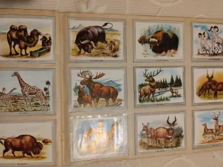 Álbum de cromos Vida y Color