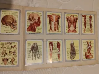 Álbum de cromos Vida y Color