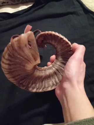 Corno vintage con laccio in cuoio