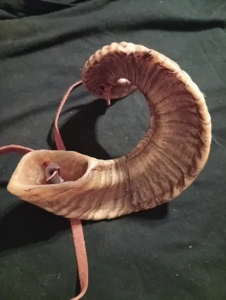 Corno vintage con laccio in cuoio