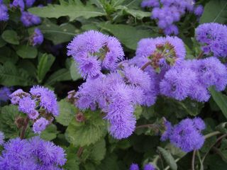 semi Ageratum mix