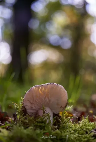 Super Takumar 50mm f4 Macro Asahi Pentax