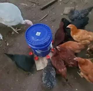 10 bebederos automáticos aves NUEVO rojo