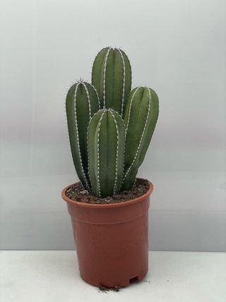 Marginatocereus Marginatus o CACTUS ORGANO