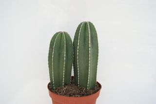 Marginatocereus Marginatus o CACTUS ORGANO