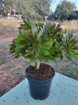 Aeonium arboreum planta crasa