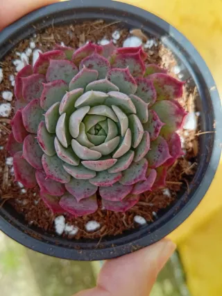 Echeveria Red Hole Suculenta