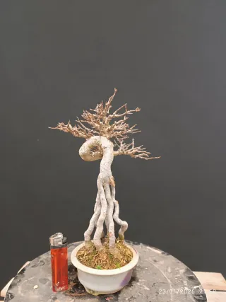 Bonsai Acer Burgeranium Shohin