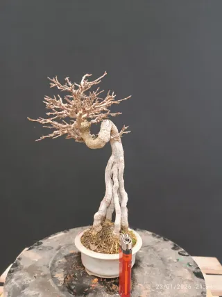 Bonsai Acer Burgeranium Shohin